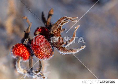 Vibrant Red Berries on Frost-Covered Branches in Winter Landscape Vibrant Red Berries on Frost-Covered Branches in Winter Landscape 138856500