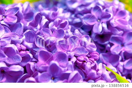 beautiful dark purple fresh lilac macro on a pink background, violet background, spring background 138856516