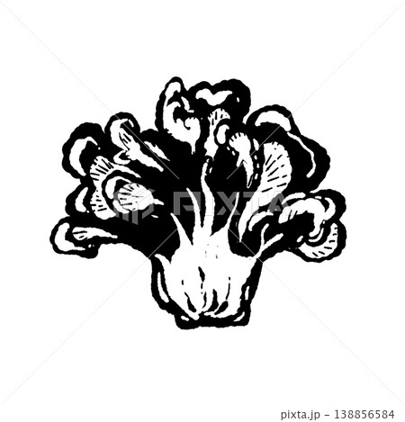 半分カットのマイタケ（断面・モノクロ） 138856584