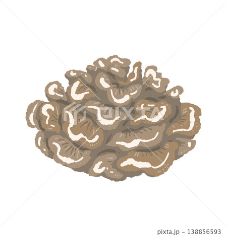 マイタケ（丸ごと・俯瞰） 138856593