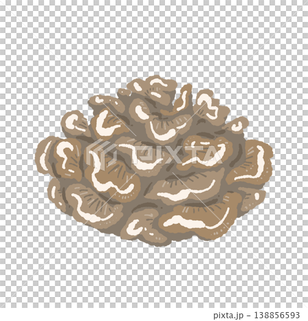 マイタケ（丸ごと・俯瞰） 138856593