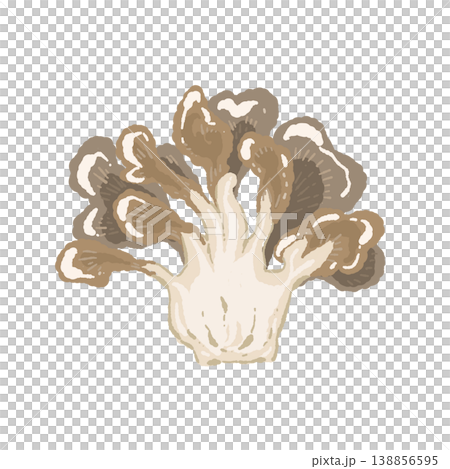 Half-cut maitake mushroom (cross-section) 138856595