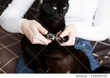 Black cat claw trimming prevents scratches protects furniture supports health Black cat claw trimming prevents scratches protects furniture supports health 138856705