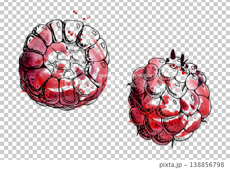 Raspberry, cloudberry berry, sweet ripe summer fruit. Single object isolated illustration hand drawn in ink line, watercolor splash. Seasonal marketing, pastry recipe graphics, farmers market stall. Raspberry, cloudberry berry, sweet ripe summer fruit. Single object isolated illustration hand drawn in ink line, watercolor splash. Seasonal marketing, pastry recipe graphics, farmers market stall. 138856798