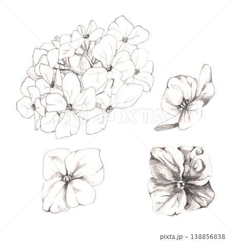Hydrangea, rhododendron bloom, spirea inflorescence head, isolated flowers. Hand drawn botanical illustration in pencil. Wedding stationery design, anniversary cards, floral logos, romantic packaging 138856838