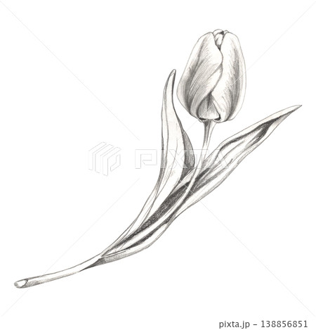 Spring tulip flower head blossom on stem with blade leaves. Botanical illustration hand drawn in pencil. Engagement party graphics, floral blog decor, greeting cards, Valentine social media posts Spring tulip flower head blossom on stem with blade leaves. Botanical illustration hand drawn in pencil. Engagement party graphics, floral blog decor, greeting cards, Valentine social media posts 138856851