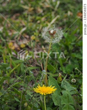 タンポポ 138856973