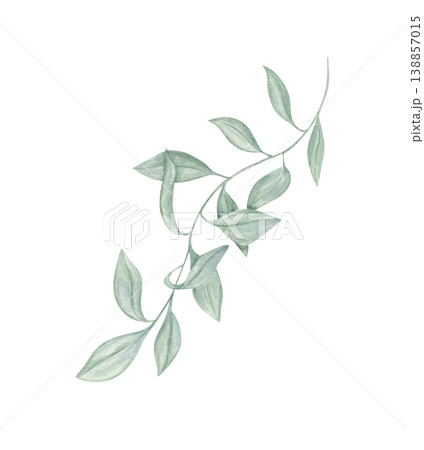 Watercolor branch with green leaves on isolated background. Decorative pastel colored plant element botanical illustration for wedding invitation, greeting card and nature design concept. 138857015