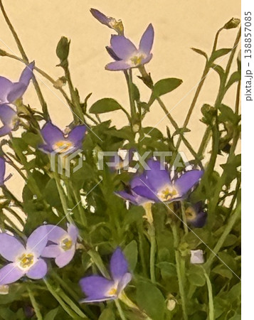 ヒナソウ青い花 ヒナソウ青い花 138857085