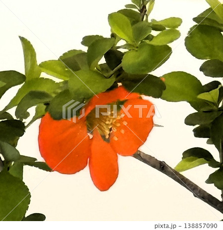 クサボケの花 クサボケの花 138857090