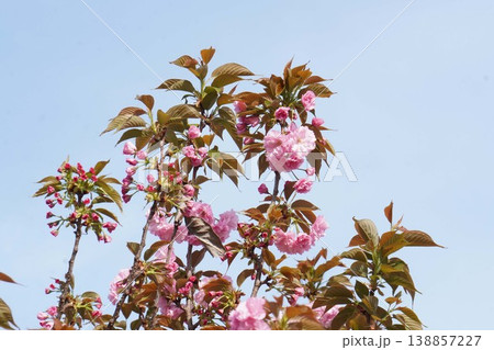 八重桜・2026年4月 八重桜・2026年4月 138857227
