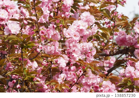 八重桜・2026年4月 八重桜・2026年4月 138857230
