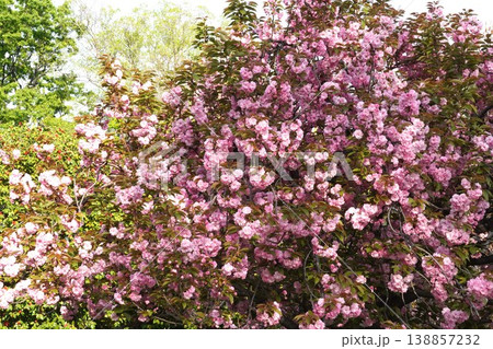 八重桜・2026年4月 138857232