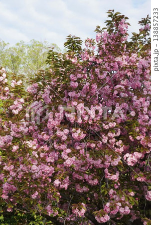 八重桜・2026年4月 138857233