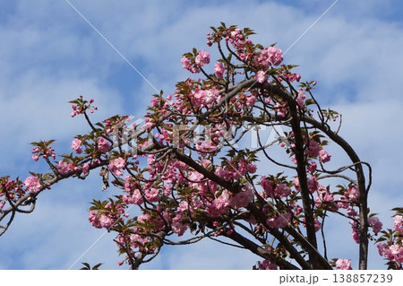 八重桜・2026年4月 138857239