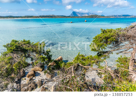 Plants and crystal clear water in Lu Impostu beach 138857253