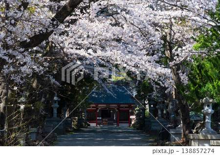 冨士御室浅間神社の桜並木 参道に咲くさくら 冨士御室浅間神社の桜並木 参道に咲くさくら 138857274