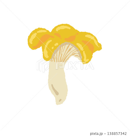 アンズタケ（単体・正面）の手描きイラスト素材 138857342