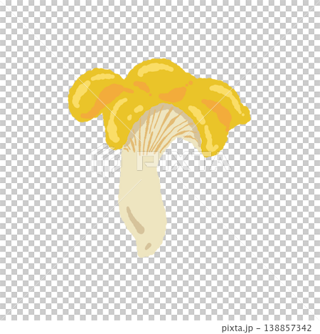 アンズタケ（単体・正面）の手描きイラスト素材 138857342