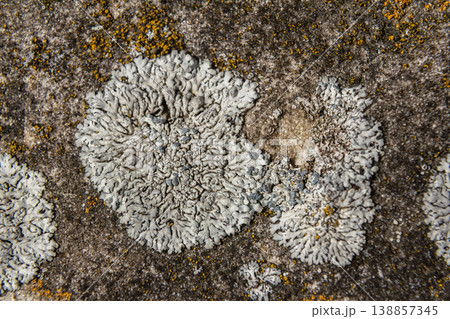 Colorful lichen diversity on rocky surface showcasing Rhizocarpon sp. and Xanthoria parietina in a natural habitat 138857345