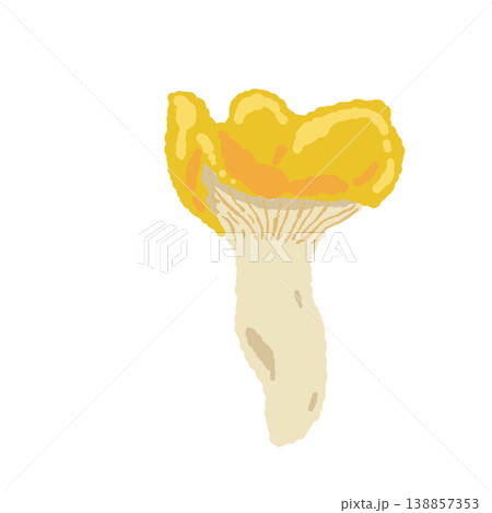 アンズタケ（単体・正面・バリエーション）の手描きイラスト素材 138857353