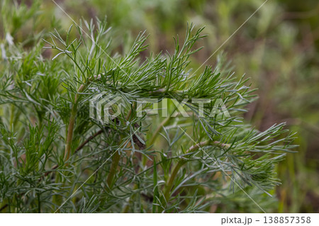 Wormwood plant Artemisia absinthium showcasing its distinct green foliage in a natural setting during daylight hours Wormwood plant Artemisia absinthium showcasing its distinct green foliage in a natural setting during daylight hours 138857358
