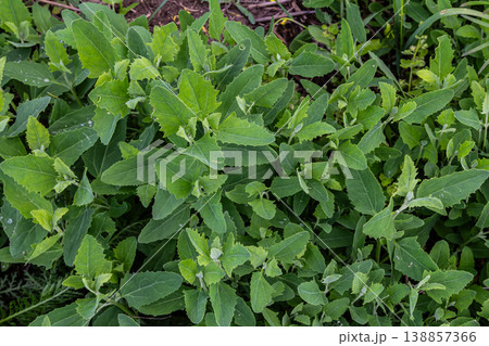Common lambsquarters thriving in a natural environment with bright green leaves and healthy growth Common lambsquarters thriving in a natural environment with bright green leaves and healthy growth 138857366