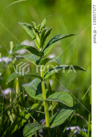 Field mint plant grows abundantly in a sunny environment surrounded by vibrant greenery showcasing its aromatic leaves and healthy stature Field mint plant grows abundantly in a sunny environment surrounded by vibrant greenery showcasing its aromatic leaves and healthy stature 138857377