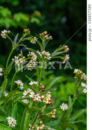 White Swallow-wort Vincetoxicum hirundinaria blossoms in a lush green environment during early summer in a natural setting 138857380