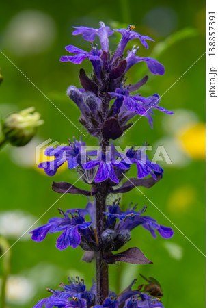 Common Bugle flower blooming in a vibrant green meadow during spring showcasing rich purple petals against a blurred background 138857391