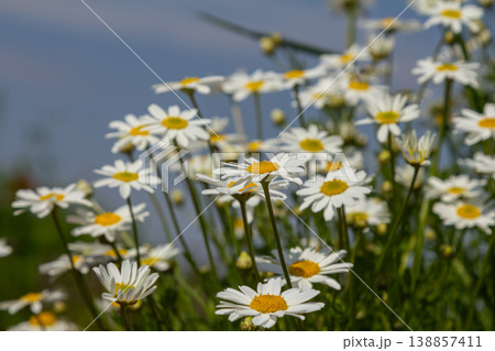 Bright oxeye daisies bloom abundantly in a sunny meadow showcasing their vibrant white petals and yellow centers during a warm spring day Bright oxeye daisies bloom abundantly in a sunny meadow showcasing their vibrant white petals and yellow centers during a warm spring day 138857411