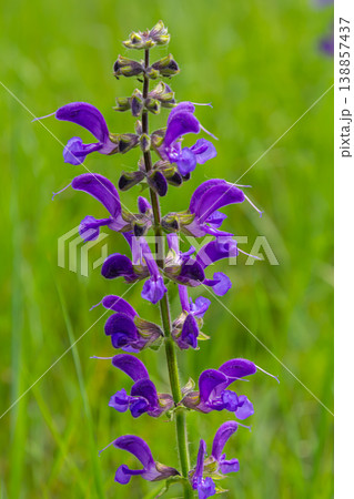 Meadow clary Salvia pratensis blooms vibrantly in a lush green field during spring showcasing striking purple flowers 138857437
