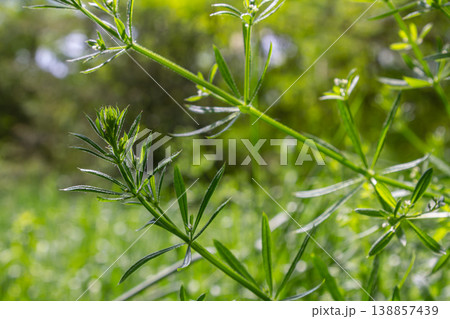 Galium aparine thriving in a lush green environment showcasing its delicate foliage and natural habitat on a sunny day Galium aparine thriving in a lush green environment showcasing its delicate foliage and natural habitat on a sunny day 138857439