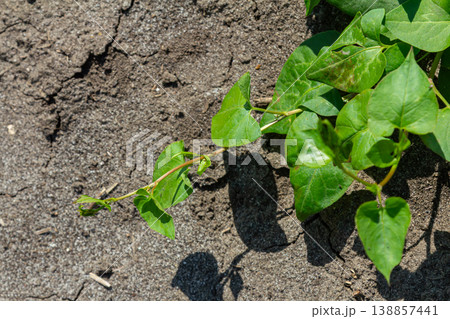 Field bindweed Convolvulus arvensis thriving among dry soil with broad leaves and climbing habit in a natural habitat during mid-summer 138857441