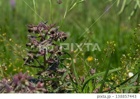 Black Nonea plant thrives in lush grassland showcasing unique purple and green foliage in a vibrant natural setting during summer Black Nonea plant thrives in lush grassland showcasing unique purple and green foliage in a vibrant natural setting during summer 138857443