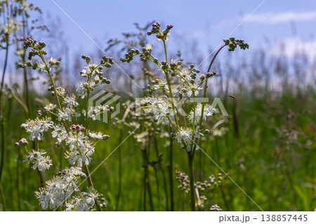 Filipendula vulgaris blooms gracefully in a vibrant meadow under a clear blue sky on a warm summer day Filipendula vulgaris blooms gracefully in a vibrant meadow under a clear blue sky on a warm summer day 138857445