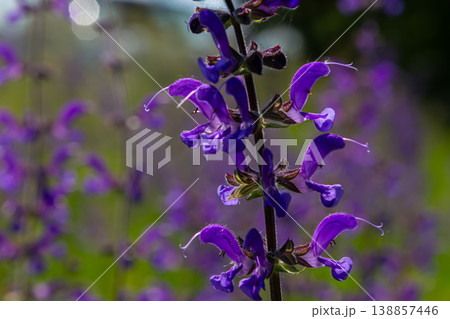 Meadow clary Salvia pratensis blooms in vibrant purple color under sunlight in a lush grassy field Meadow clary Salvia pratensis blooms in vibrant purple color under sunlight in a lush grassy field 138857446