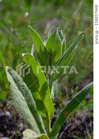 Common mullein plant thriving in natural habitat during late spring with soft green leaves reaching towards sunlight Common mullein plant thriving in natural habitat during late spring with soft green leaves reaching towards sunlight 138857449
