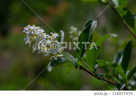 Wild privet shrub in bloom displaying clusters of small white flowers surrounded by green leaves in a natural setting Wild privet shrub in bloom displaying clusters of small white flowers surrounded by green leaves in a natural setting 138857454