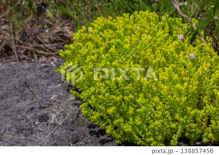 Bright green sedum acre clusters thriving on rocky ground in natural habitat showcasing resilience and adaptability in marginal landscapes during sunny weather Bright green sedum acre clusters thriving on rocky ground in natural habitat showcasing resilience and adaptability in marginal landscapes during sunny weather 138857456
