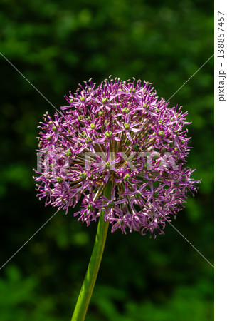 Round-headed leek blooms vibrantly in a lush green garden during early summer showcasing its unique circular flower structure Round-headed leek blooms vibrantly in a lush green garden during early summer showcasing its unique circular flower structure 138857457