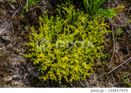 Vibrant sedum acre thriving in rocky soil during sunny spring day with unique green foliage and yellow flowers Vibrant sedum acre thriving in rocky soil during sunny spring day with unique green foliage and yellow flowers 138857470