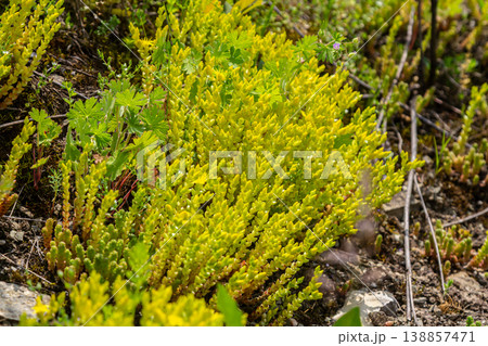 Biting Stonecrop thriving in rocky terrain during the warm afternoon sunlight of spring Biting Stonecrop thriving in rocky terrain during the warm afternoon sunlight of spring 138857471