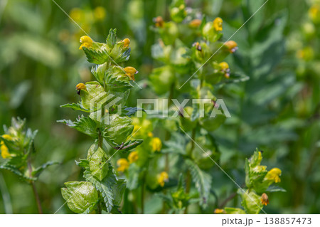 Common yellow rattle shows vibrant yellow flowers amidst lush green foliage in a meadow during a sunny afternoon in spring 138857473