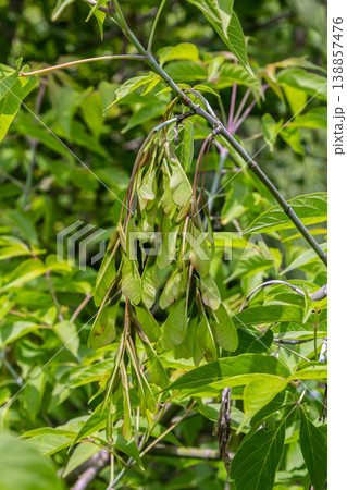 Winged seeds of Acer negundo hang from branches surrounded by vibrant green leaves in a natural setting during early summer Winged seeds of Acer negundo hang from branches surrounded by vibrant green leaves in a natural setting during early summer 138857476