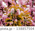 美しいピンクの八重桜 138857504
