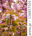 美しいピンクの八重桜 138857505