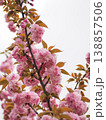 美しいピンクの八重桜 138857506