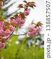 美しいピンクの八重桜 138857507