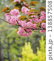 美しいピンクの八重桜 138857508